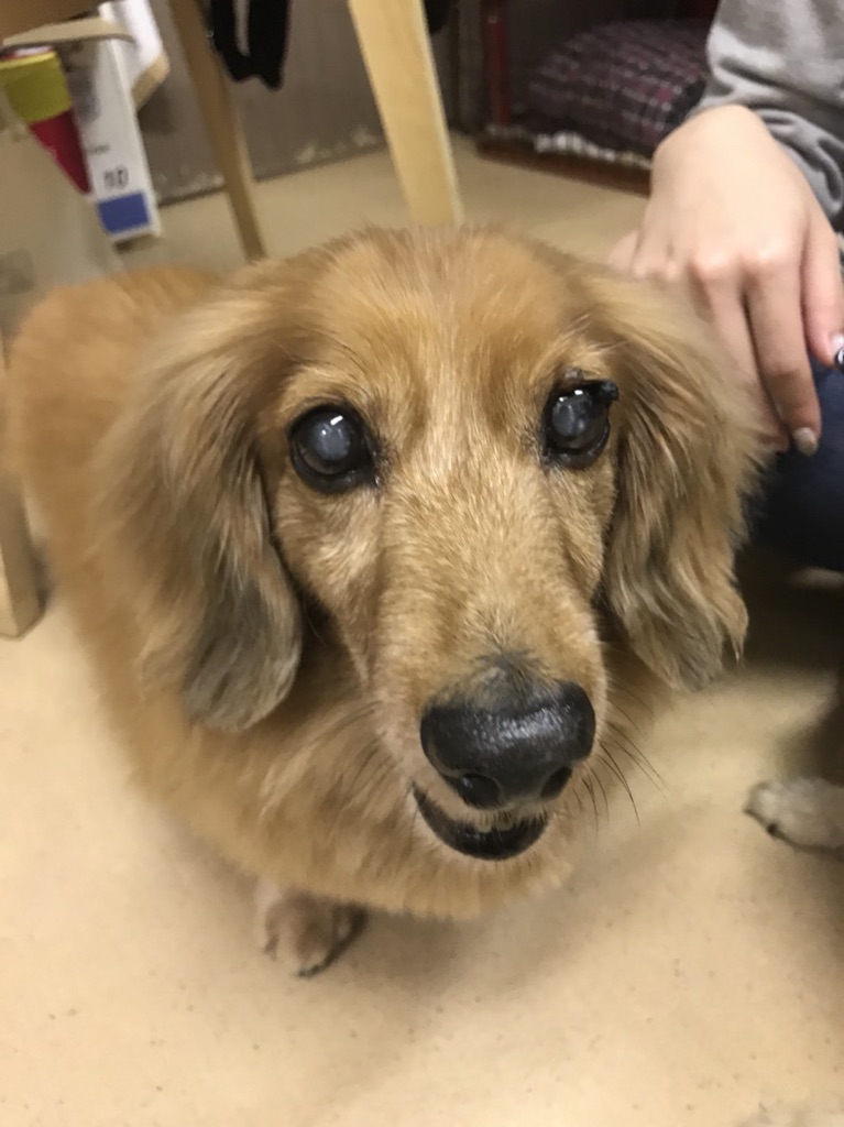 【今日の里帰りワンコ🐶Mダックスのダグ💕、ポメラニアンのモナカ💕、狆のメイちゃん💕】